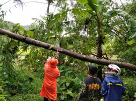 Angin kencang dan pohon tumbang masih menjadi ancaman 